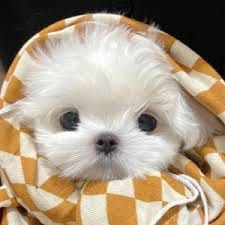 ชวน หลีกภัย avatar